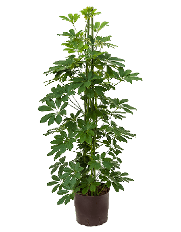 Schefflera Arboricola 'Compacta'