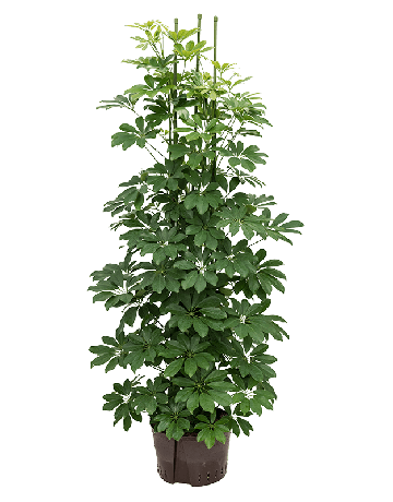 Schefflera Arboricola ‘Compacta’