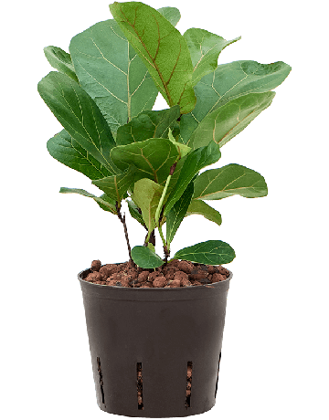 Ficus Lyrata 'Bambino'