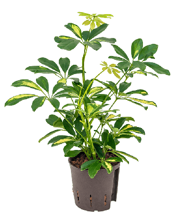 Schefflera Arboricola 'Gold Capella'