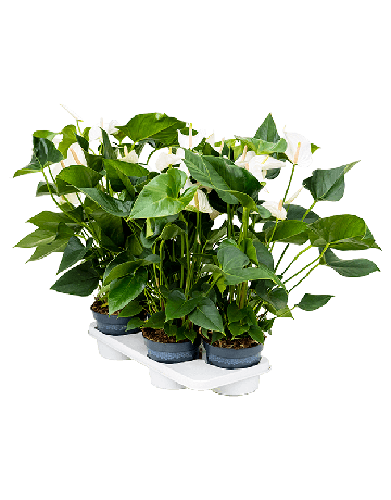 Anthurium Andraeanum 'Sierra White' 4/tray