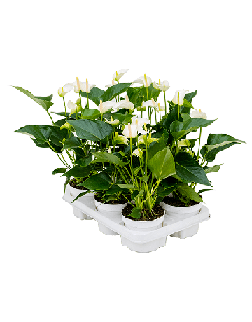 Anthurium Andraeanum 'White Champion' 6/tray