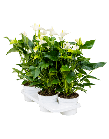 Anthurium Andraeanum 'White Champion' 4/tray