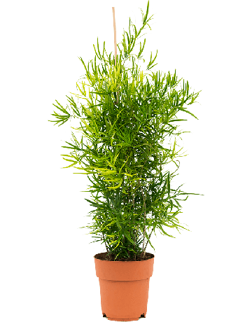 Asparagus Falcatus
