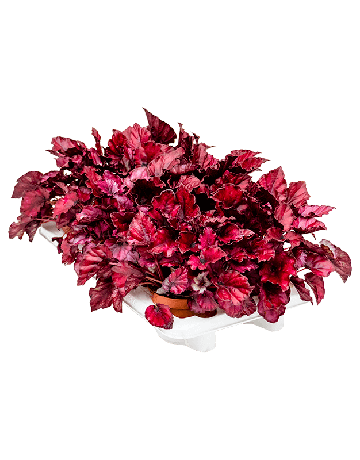 Begonia 'Redbull' 6/tray