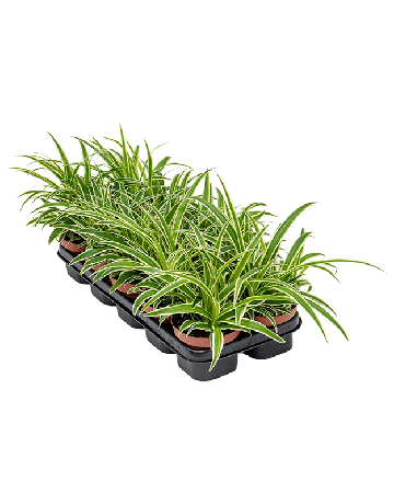 Chlorophytum Comosum 'Variegatum' 10/tray