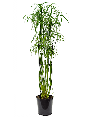 Cyperus Alternifolius 'Glaber