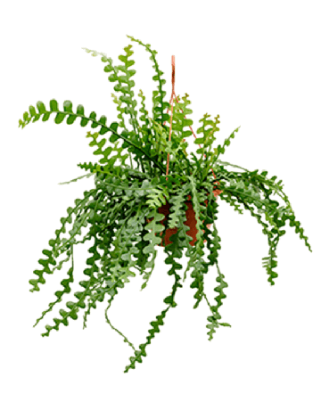 Epiphyllum Anguliger