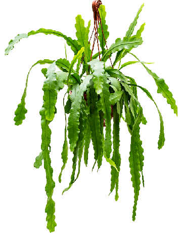 Epiphyllum 'Beavertail'
