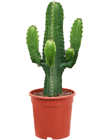 Euphorbia Acrurensis (60-80)