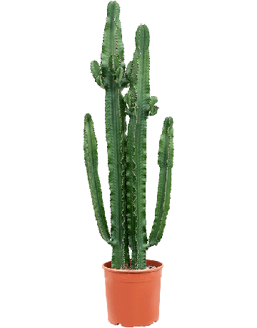 Euphorbia Erytrea (200-250)