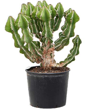 Euphorbia Fortissima (65-75)