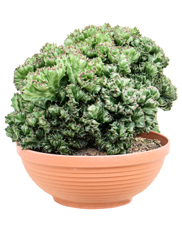 Euphorbia Lactea 'Cristata' (30-40)