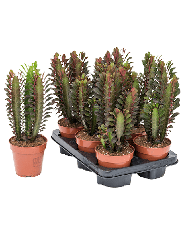 Euphorbia Trigona 'Rubra' 6/tray