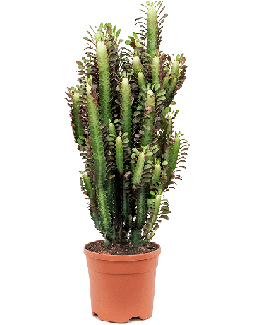 Euphorbia Trigona 'Rubra'