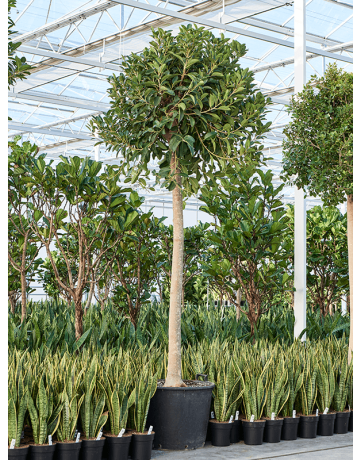 Ficus Rubiginosa 'Australis'