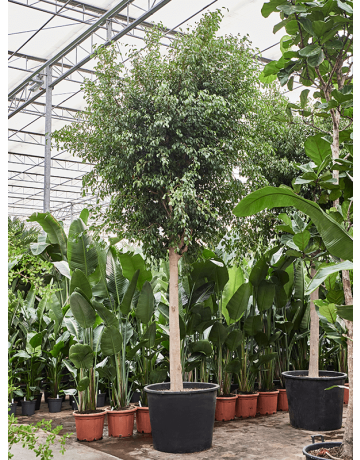Ficus Benjamina 'Exotica' (400-450)