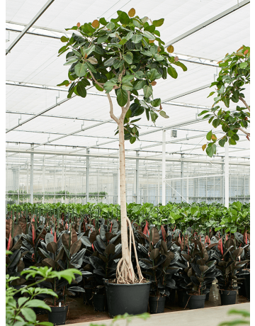 Ficus Benghalensis (400-450)