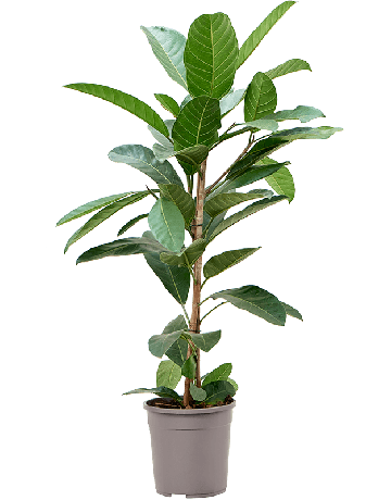 Ficus Benghalensis 'Roy'