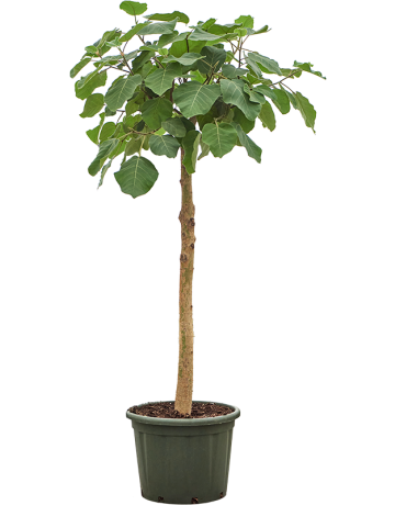 Ficus Auriculata 'Everest' (160-200)
