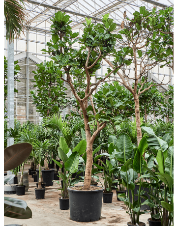 Ficus Lyrata (400-500)