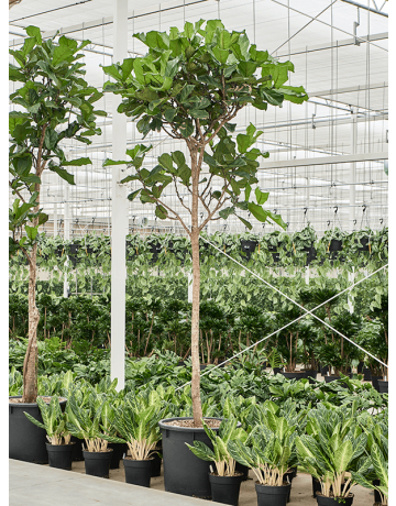 Ficus Lyrata (350-400)