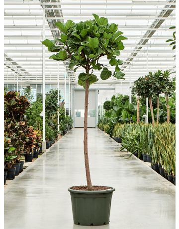 Ficus Lyrata (200-240)