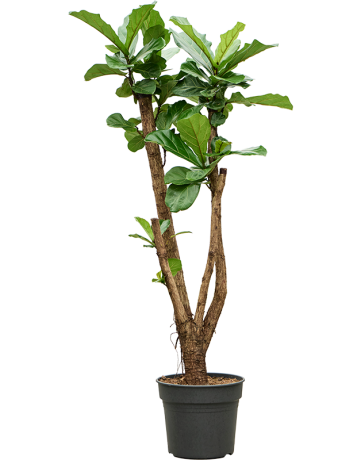 Ficus Lyrata (180-200)