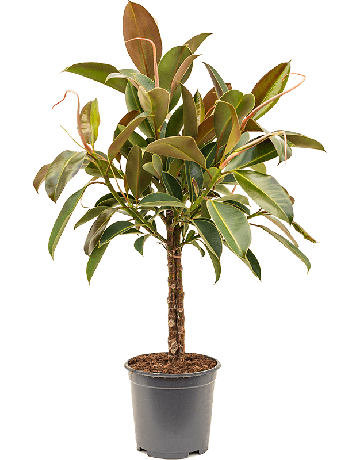Ficus Elastica 'Melany'