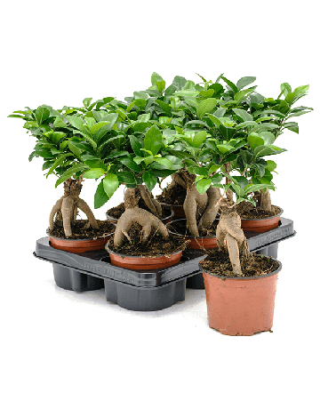 Ficus Microcarpa 'Ginseng' 6/tray