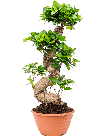 Ficus Microcarpa 'Compacta'