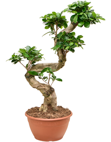 Ficus Microcarpa 'Compacta'