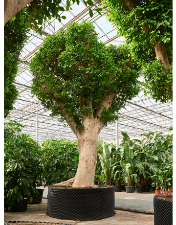Ficus Microcarpa ‘Nitida’