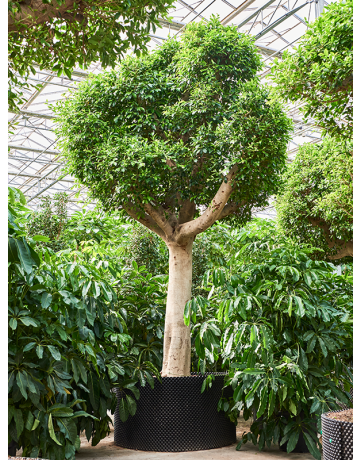 Ficus Microcarpa 'Nitida'