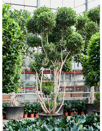 Ficus Microcarpa 'Nitida' (450-500)