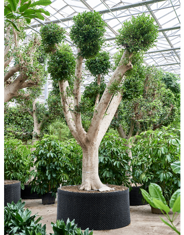 Ficus Microcarpa 'Nitida'