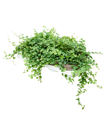 Ficus Pumila (repens) 'Green Sunny' 8/tray