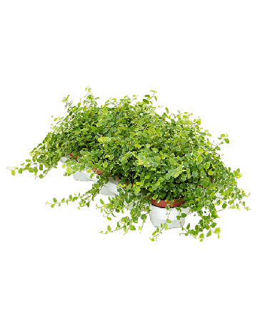 Ficus Pumila (repens) 'White Sunny' 8/tray