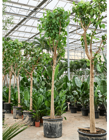 Ficus Religiosa (400-500)