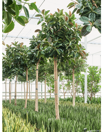 Ficus Elastica 'Robusta' (300-400)
