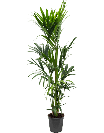 Kentia (Howea) Forsteriana