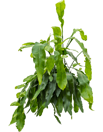 Epiphyllum Oxypeltatum