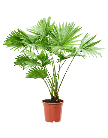 Livistonia Rotundifolia