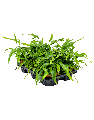 Microsorum Diversifolium 6/tray
