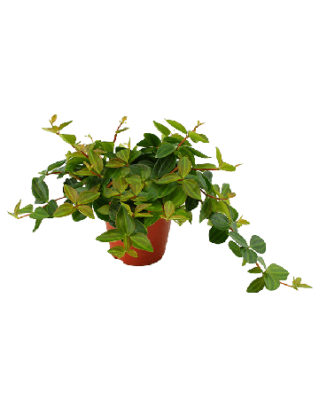 Peperomia Angulata 'Rocca Scuro' 6/tray