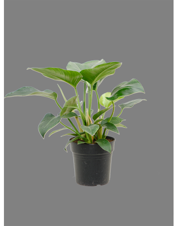 Philodendron 'Green Beauty'