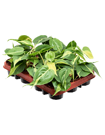 Philodendron Scandens 'Brasil' 12/tray