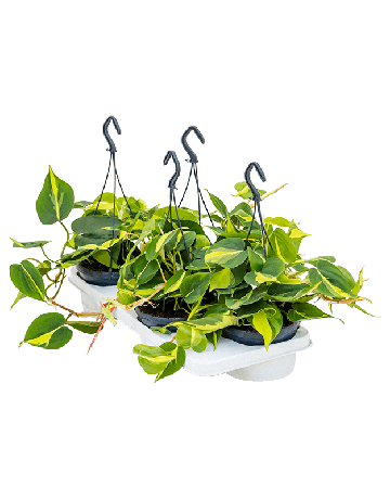 Philodendron Scandens 'Brasil' 4/tray