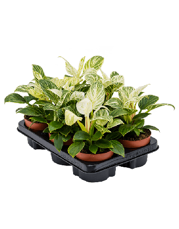 Philodendron 'White Wave' 6/tray