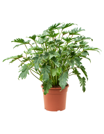 Philodendron 'Xanadu' (70-80)